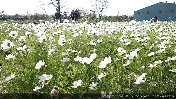 0403桃園彩色海芋節 (46).JPG