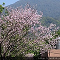 2017陽明山海芋季 (9).JPG