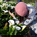 2017陽明山海芋季 (109).JPG