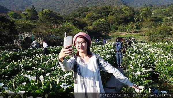 2017陽明山海芋季 (111).JPG