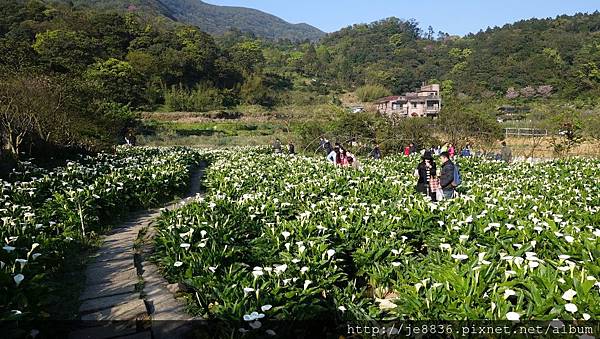 2017陽明山海芋季 (112).JPG