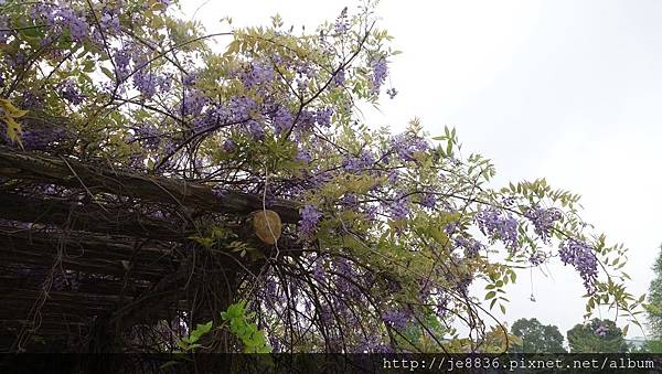 0415大湖公園紫藤爆開 (3).JPG