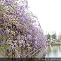 0410大湖紫藤 (6).JPG