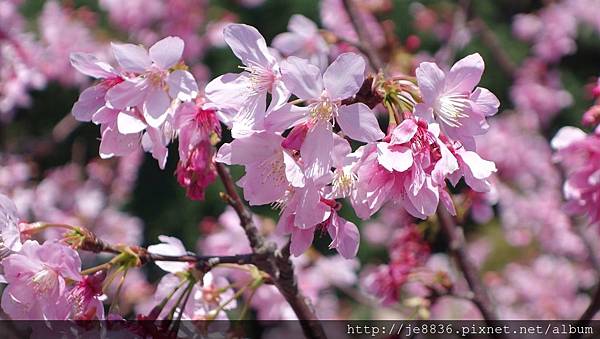 0403竹林寺櫻花 (24).JPG