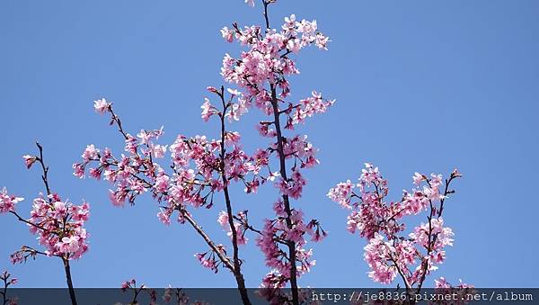 0403竹林寺櫻花 (23).JPG