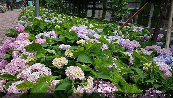 2017泰山黎明花園步道55.jpg