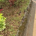 0601公園路愛情花15.jpg