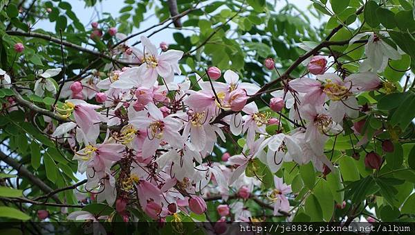 0512巧克力雲莊 (6).jpg