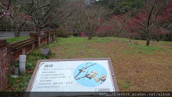 0128武陵賞花一日遊96.jpg