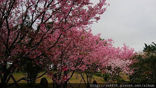 0317竹林寺櫻花15.jpg