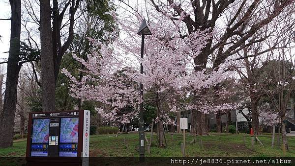 0323上野公園34.jpg