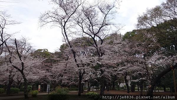 0323上野公園41.jpg