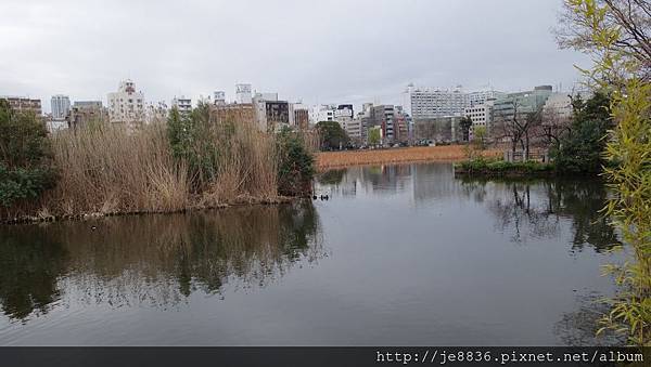 0323上野公園~不忍池17.jpg