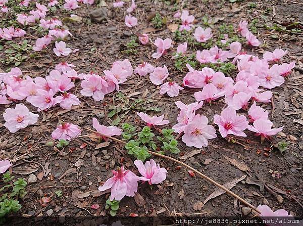 0323上野公園~不忍池74.jpg