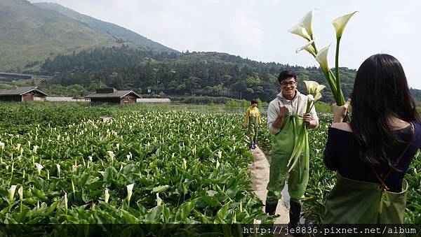 2018竹子湖海芋季27.jpg