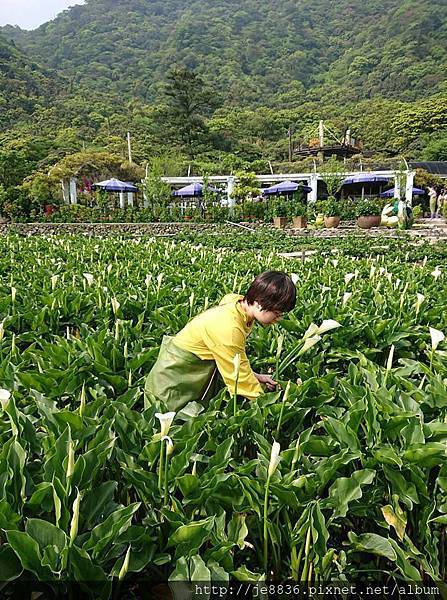 2018竹子湖海芋季70.jpg