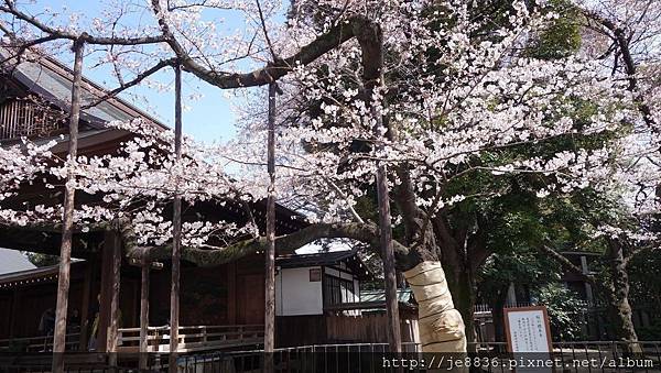 0323靖國神社15.jpg