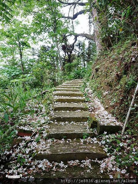 0501南庄一日遊74.jpg