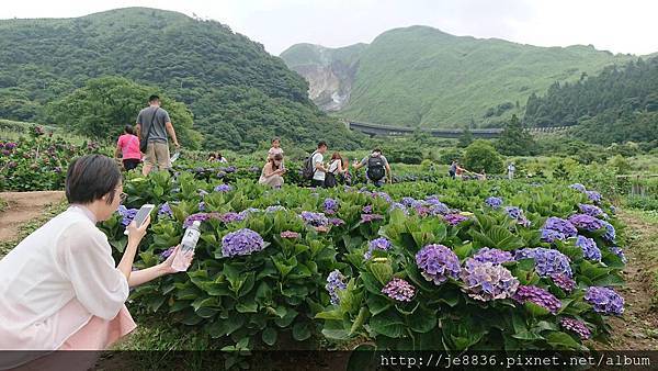 0610繡球花1.jpg