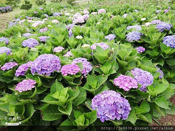 0610繡球花3.jpg