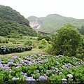 0610繡球花8.jpg