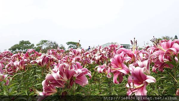 0404彩色海芋24.jpg