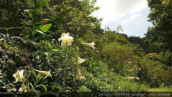 2017野百合祕密花園24.jpg