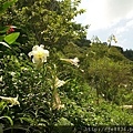 2017野百合祕密花園24.jpg