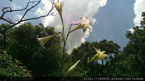 2017野百合祕密花園31.jpg