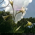 2017野百合祕密花園31.jpg