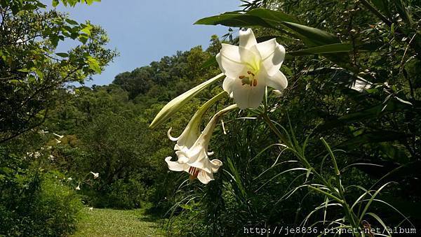 2017野百合祕密花園33.jpg