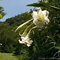 2017野百合祕密花園33.jpg