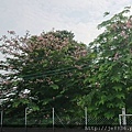 0808台版兼六園46.jpg