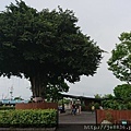 0808台版兼六園58.jpg