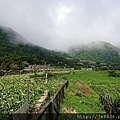 0523陽明山半日遊61.jpg