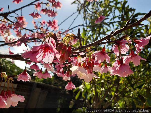 陽明山半日遊 台北茶花展 拜訪椿天 豆留森林 蒲媽咪ㄟ旅行足跡 痞客邦 陽明山半日遊 台北茶花展 拜訪椿天 豆留森林 蒲媽咪ㄟ旅行足跡 痞客邦