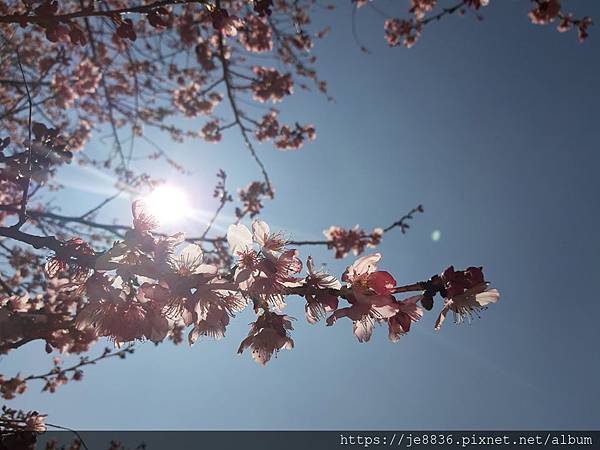 0219武陵賞櫻一日遊24.jpg