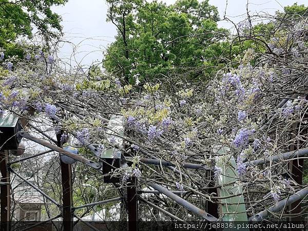 0304陽明山花季27.jpg