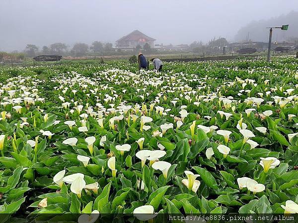 0304陽明山花季23.jpg