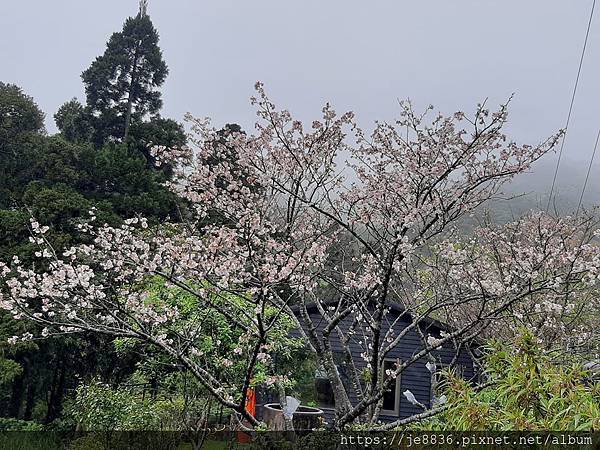 0304陽明山花季25.jpg