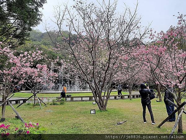 0304陽明山花季55.jpg