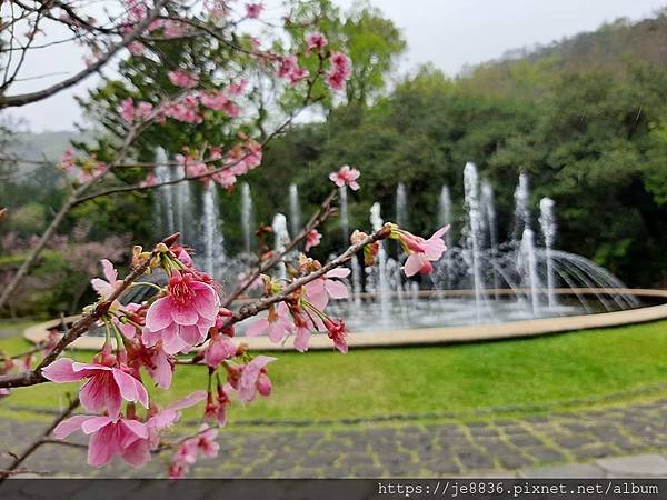 0304陽明山花季57.jpg