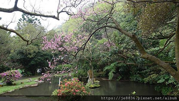 0304陽明山花季74.jpg