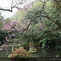 0304陽明山花季74.jpg