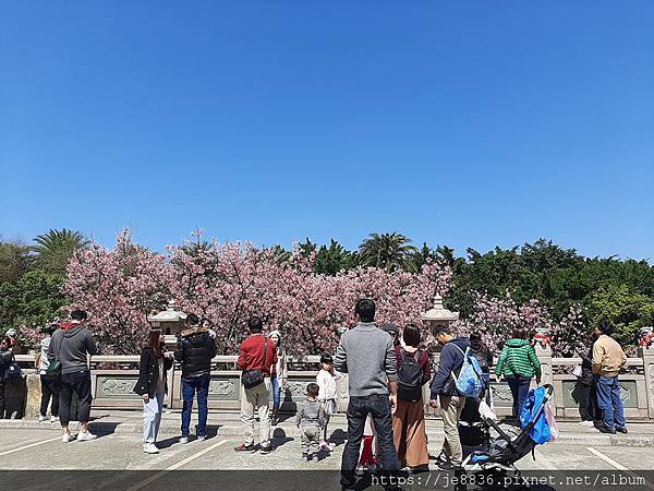 0315竹林寺櫻花2.jpg