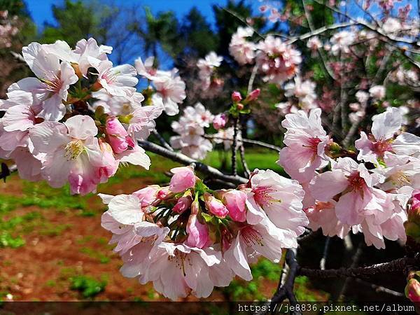 0315竹林寺櫻花12.jpg