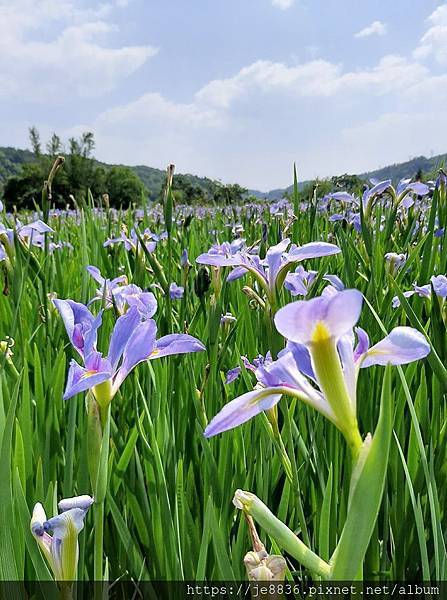 0413林口鳶尾花田6.jpg