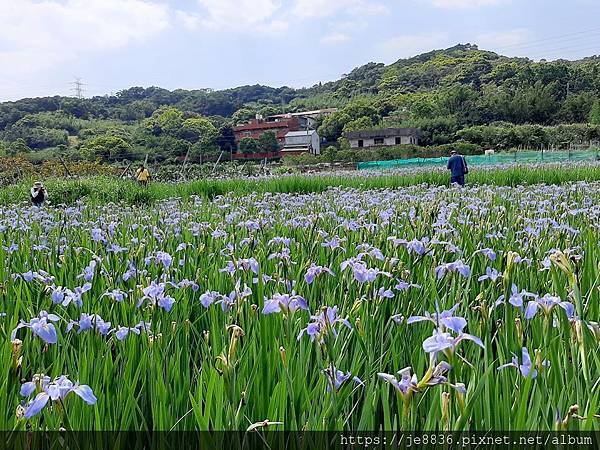 0413林口鳶尾花田10.jpg