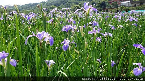 0413林口鳶尾花田12.jpg