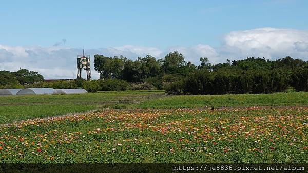 1106桃園花彩節58相機.jpg